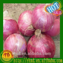 Rote Zwiebel Myanmar Fresh Onion
